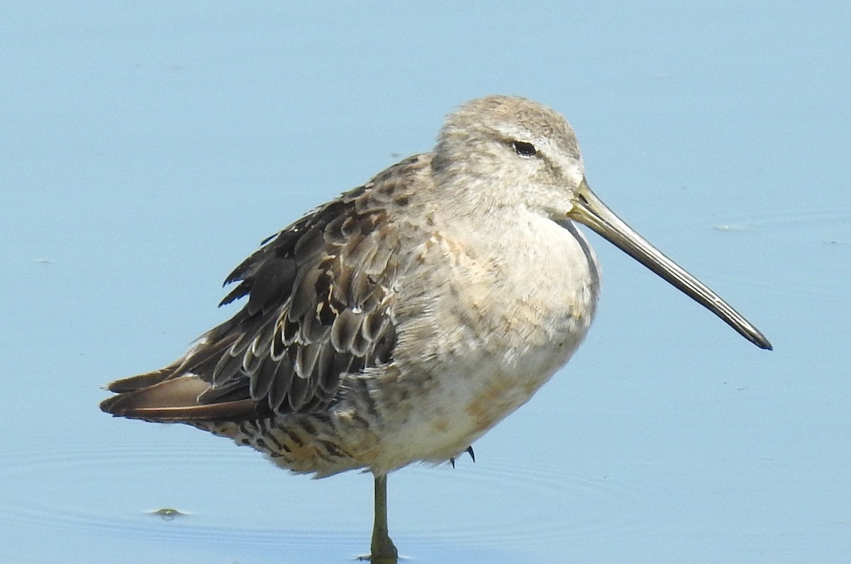 Long-billed Dowitcher - ML639967818
