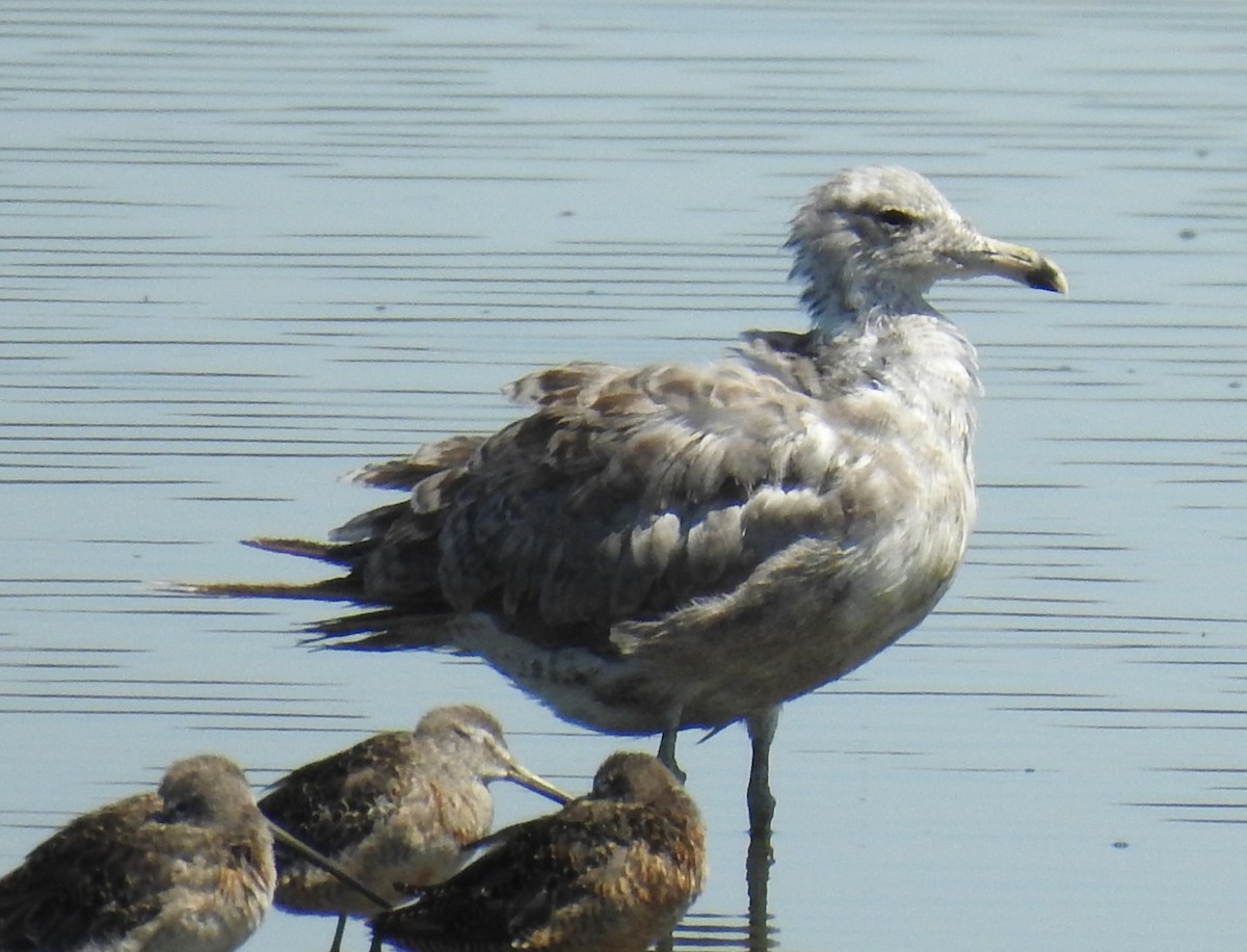 California Gull - ML639967824