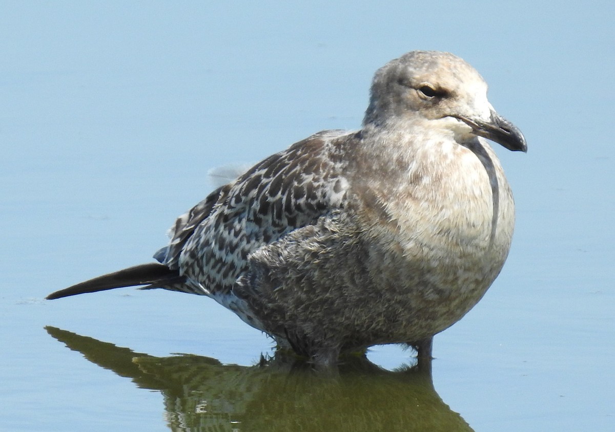 California Gull - ML639967825