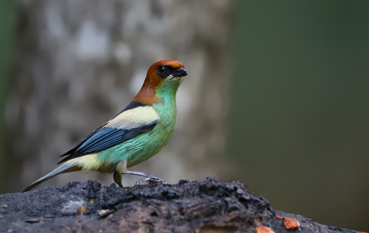 Black-backed Tanager - ML639967864