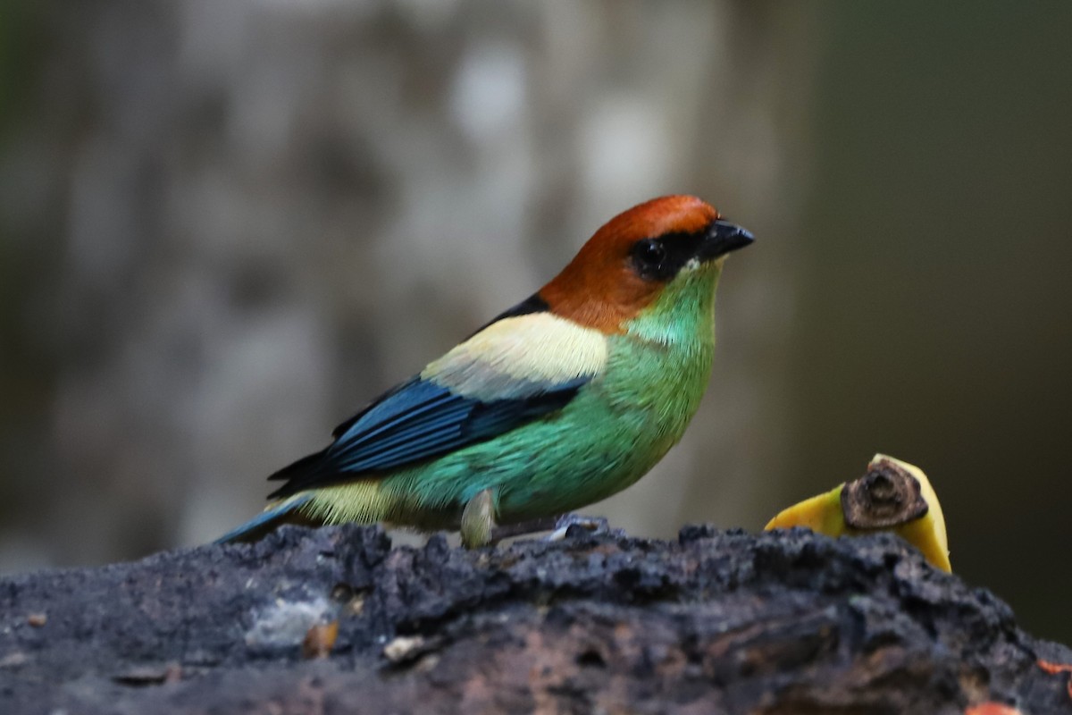 Black-backed Tanager - ML639967865