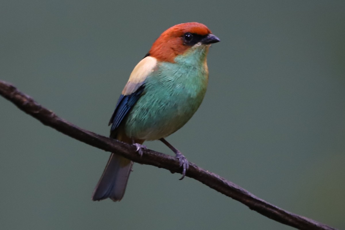 Black-backed Tanager - ML639967866