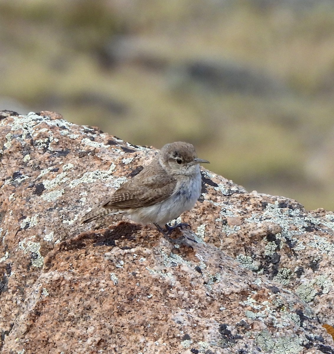 Rock Wren - ML639967923