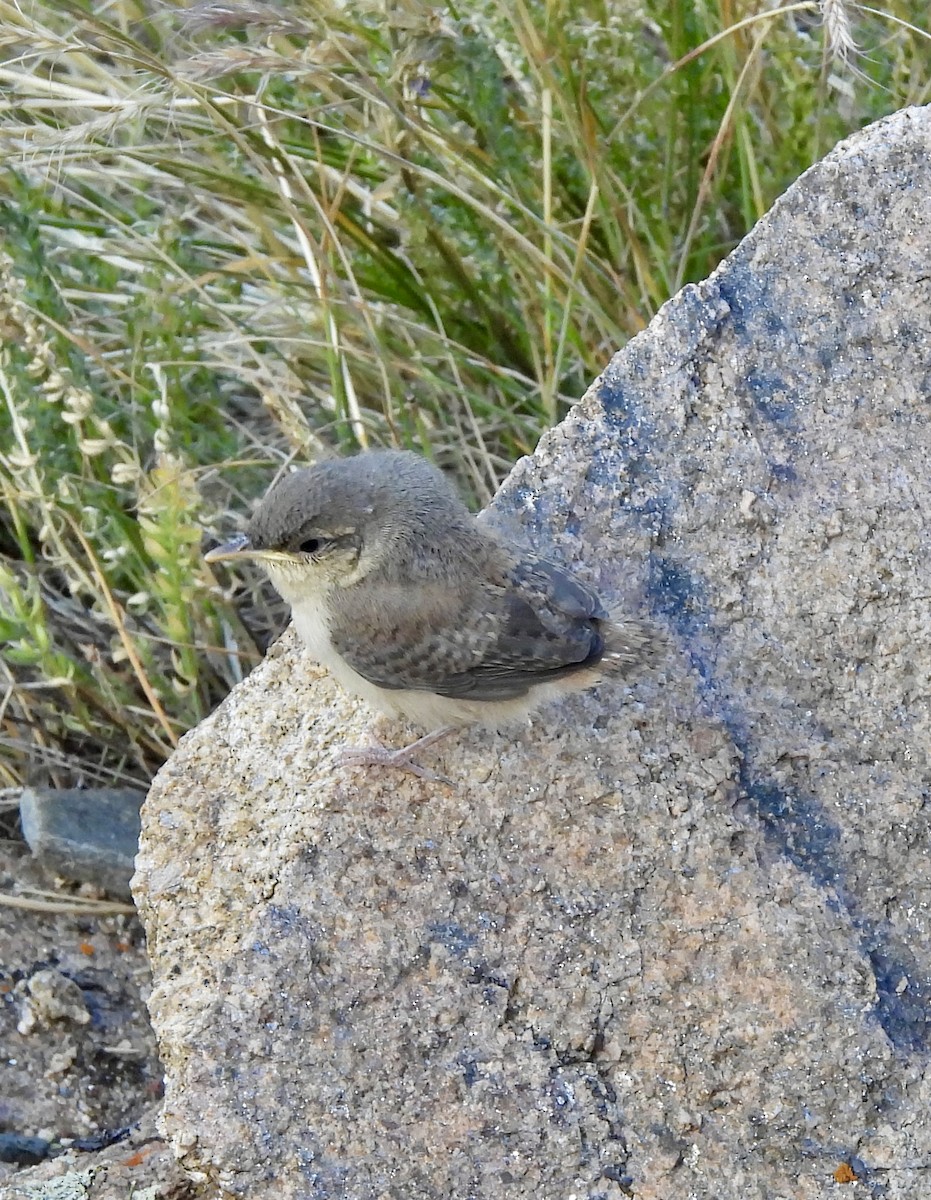 Rock Wren - ML639967924