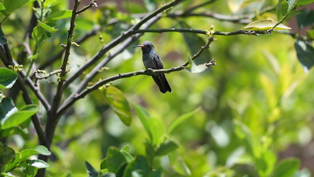 Colibri circé - ML639967978