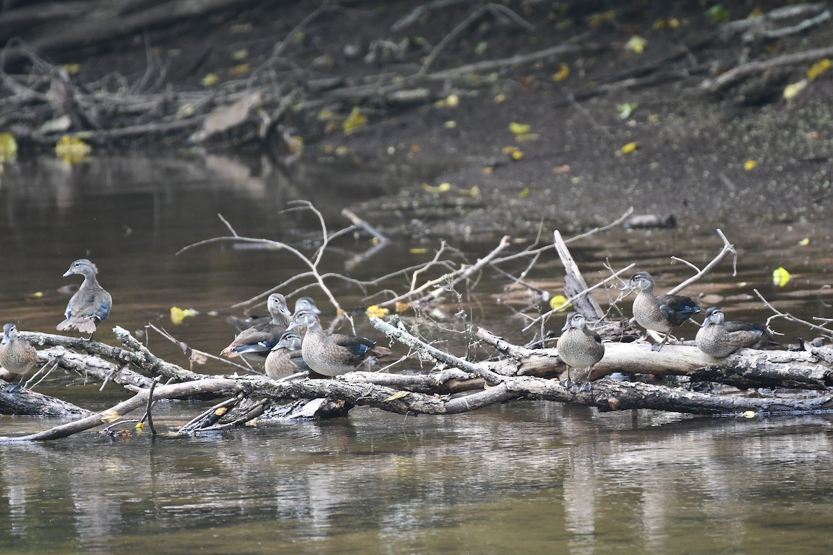 Wood Duck - ML639968056