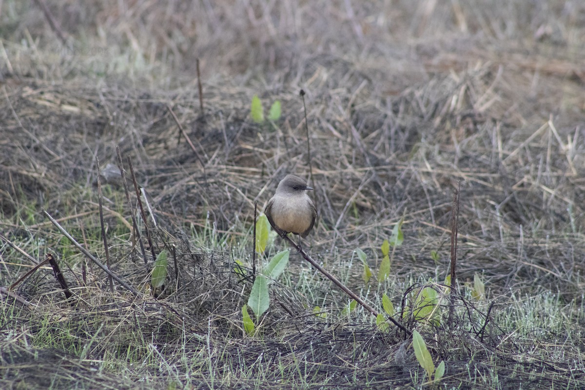 Say's Phoebe - ML639968122