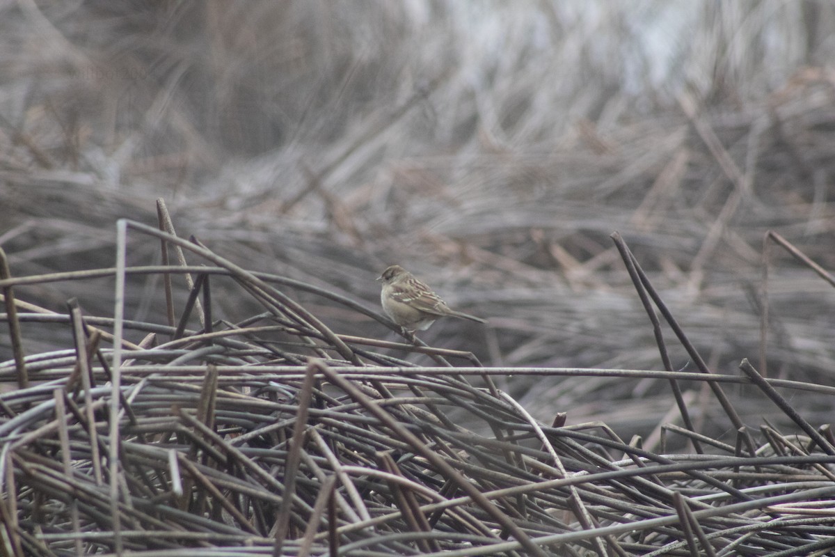 Golden-crowned Sparrow - ML639968132