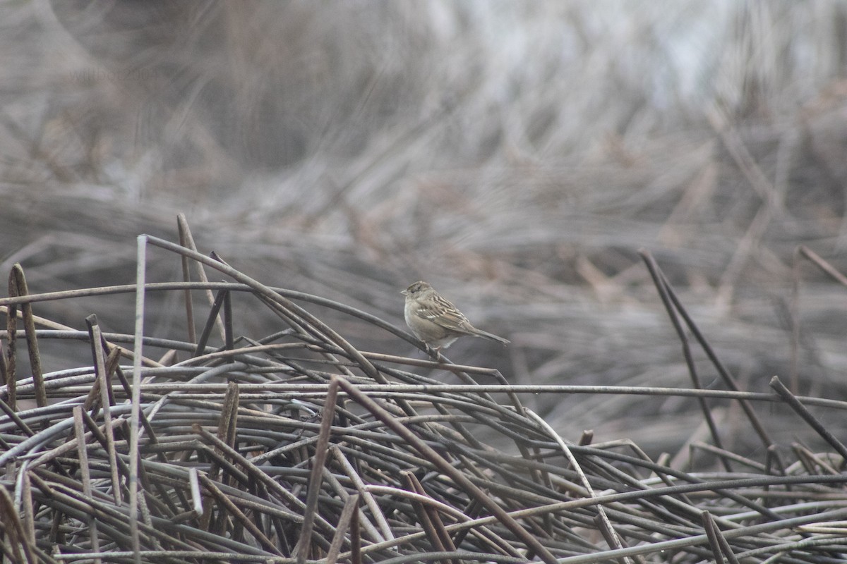 Golden-crowned Sparrow - ML639968133