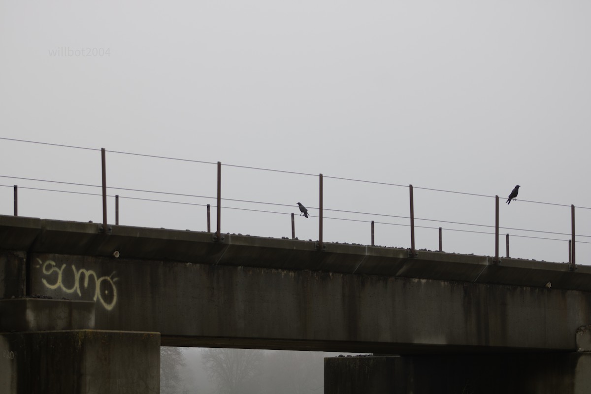 American Crow - ML639968137