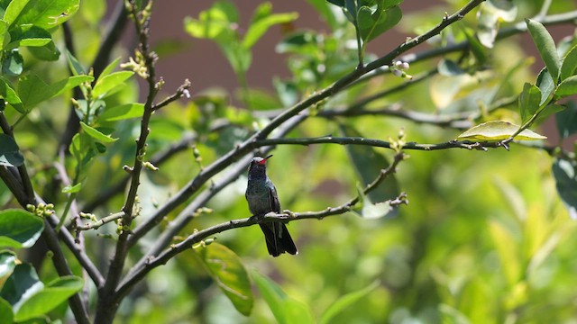 Colibri circé - ML639968172