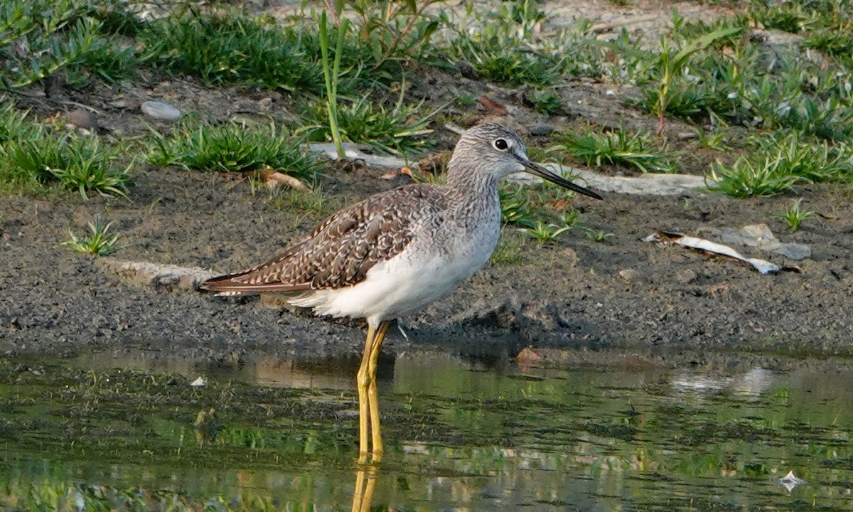 Greater Yellowlegs - ML639968190