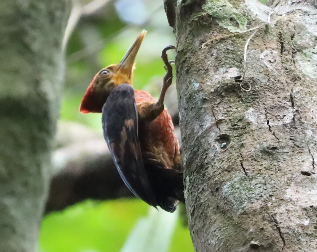Orange-backed Woodpecker - ML639968191