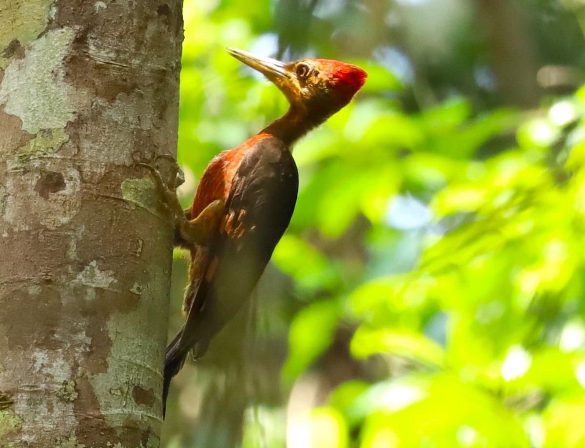 Orange-backed Woodpecker - ML639968192