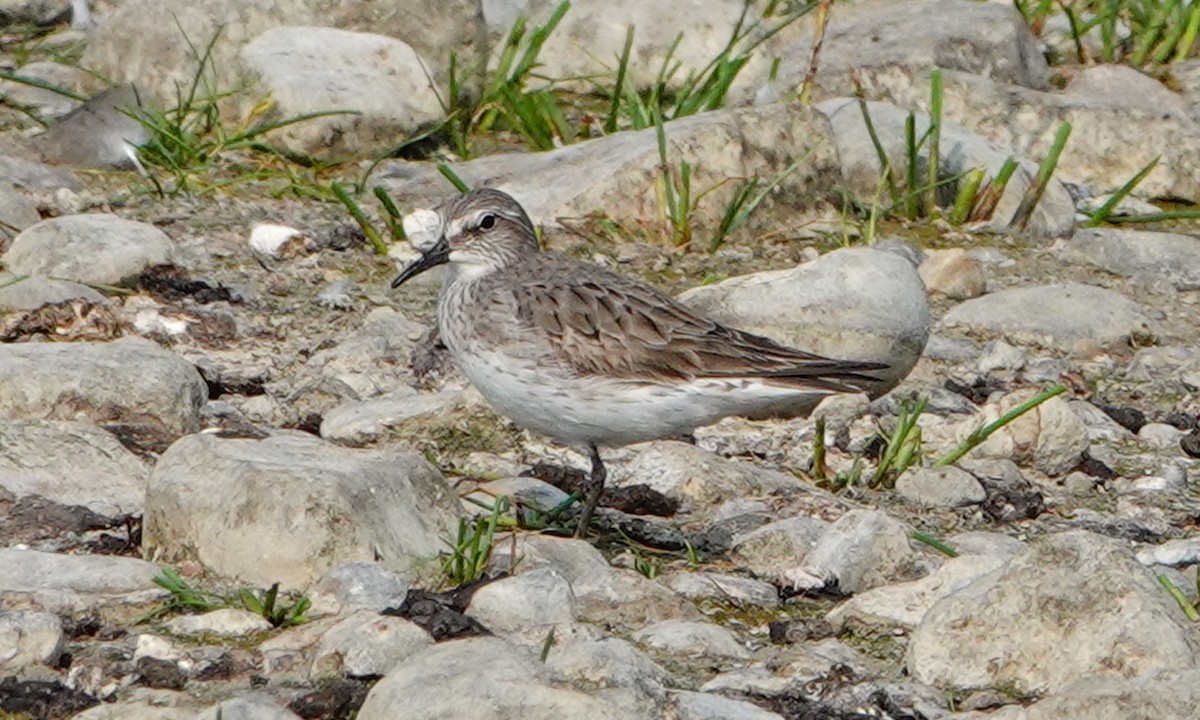 White-rumped Sandpiper - ML639968205