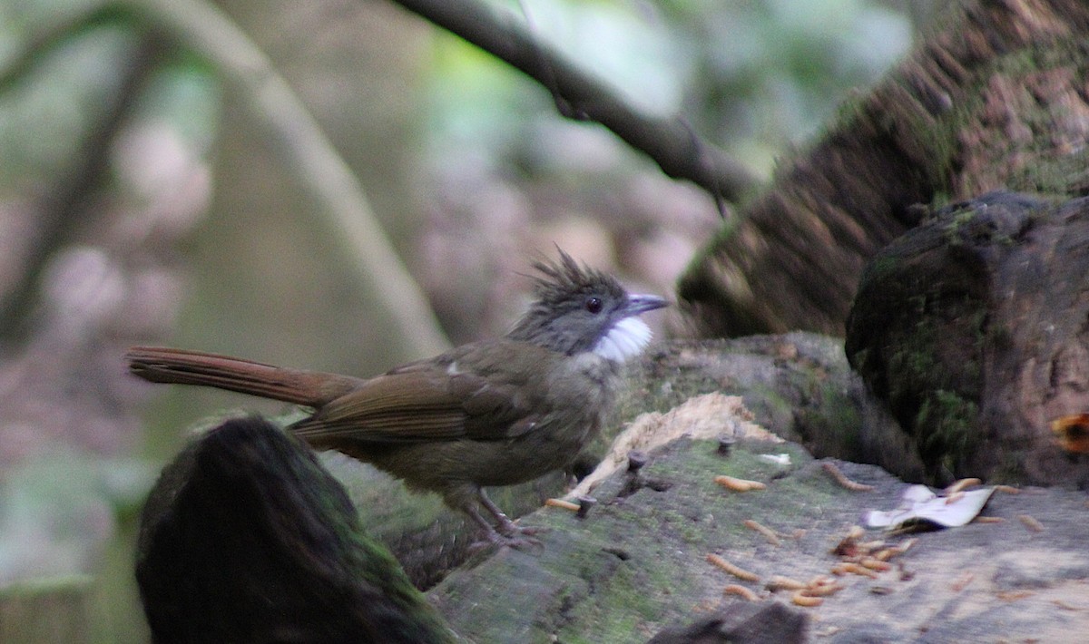 Penan Bulbul (Penan) - ML639968239