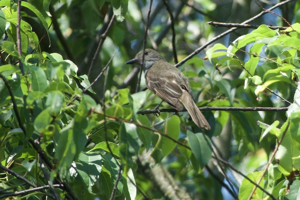 Great Crested Flycatcher - ML639968262