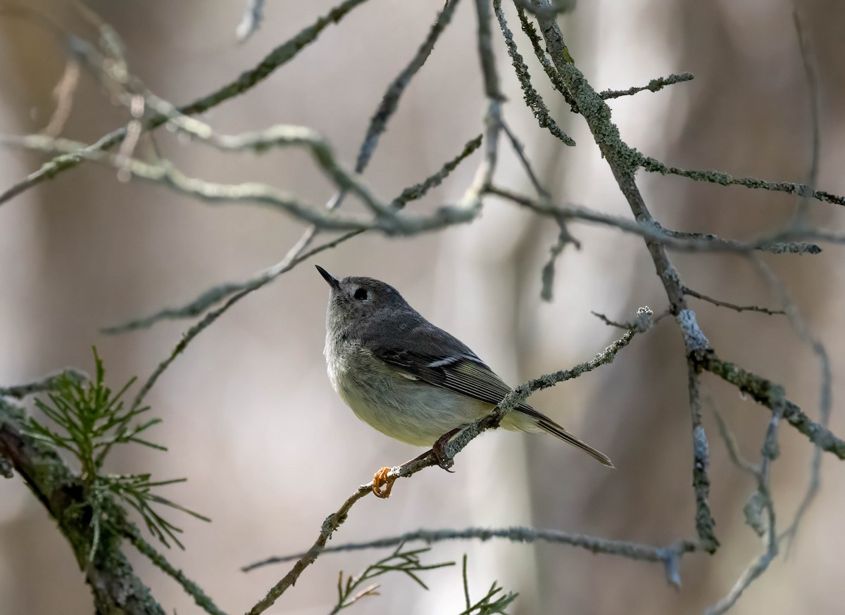 Ruby-crowned Kinglet - Liette Desfosses