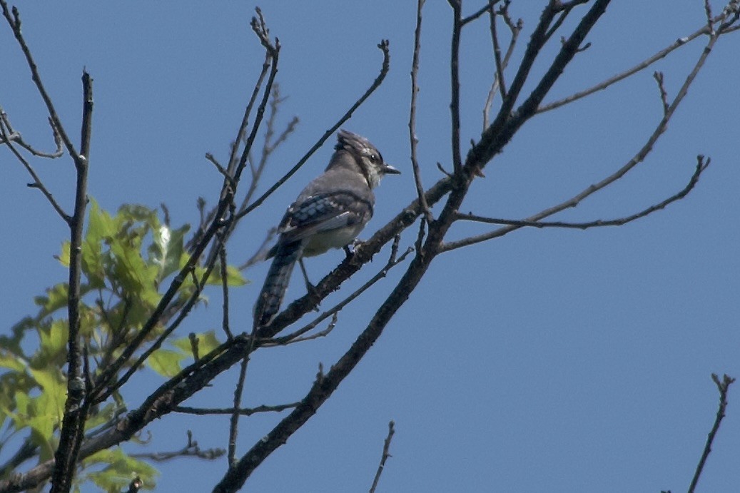 Blue Jay - ML639968320