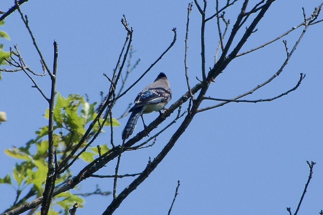 Blue Jay - ML639968321