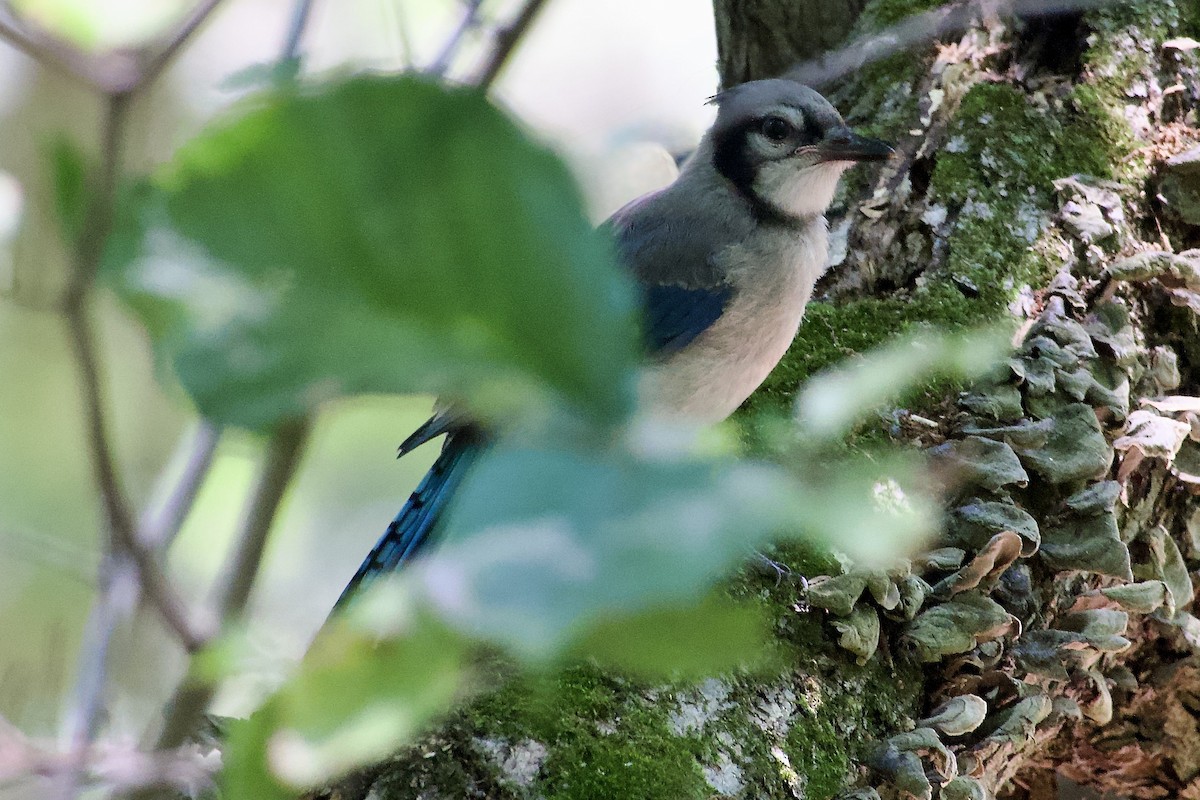 Blue Jay - ML639968322