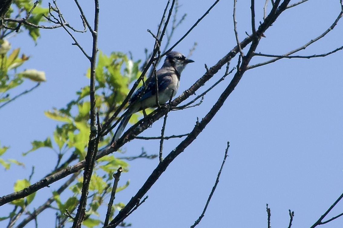 Blue Jay - ML639968323