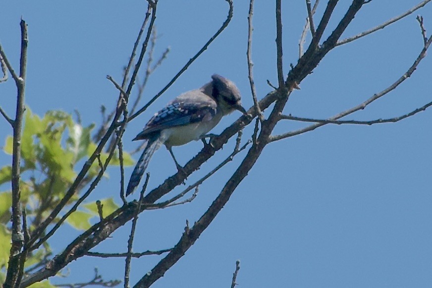 Blue Jay - ML639968324
