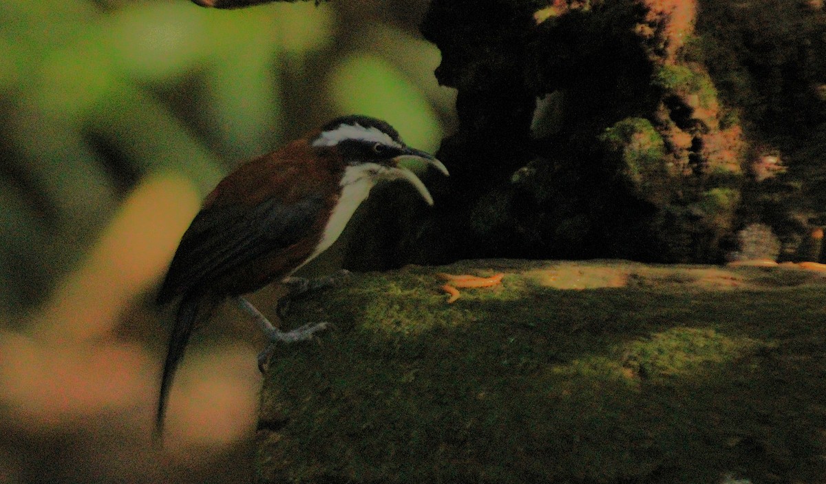 Sunda Scimitar-Babbler - ML639968337