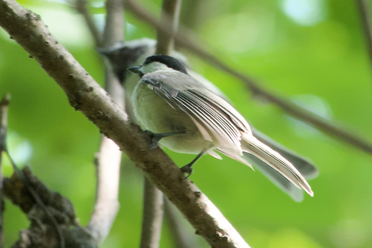 Carolina Chickadee - ML639968355