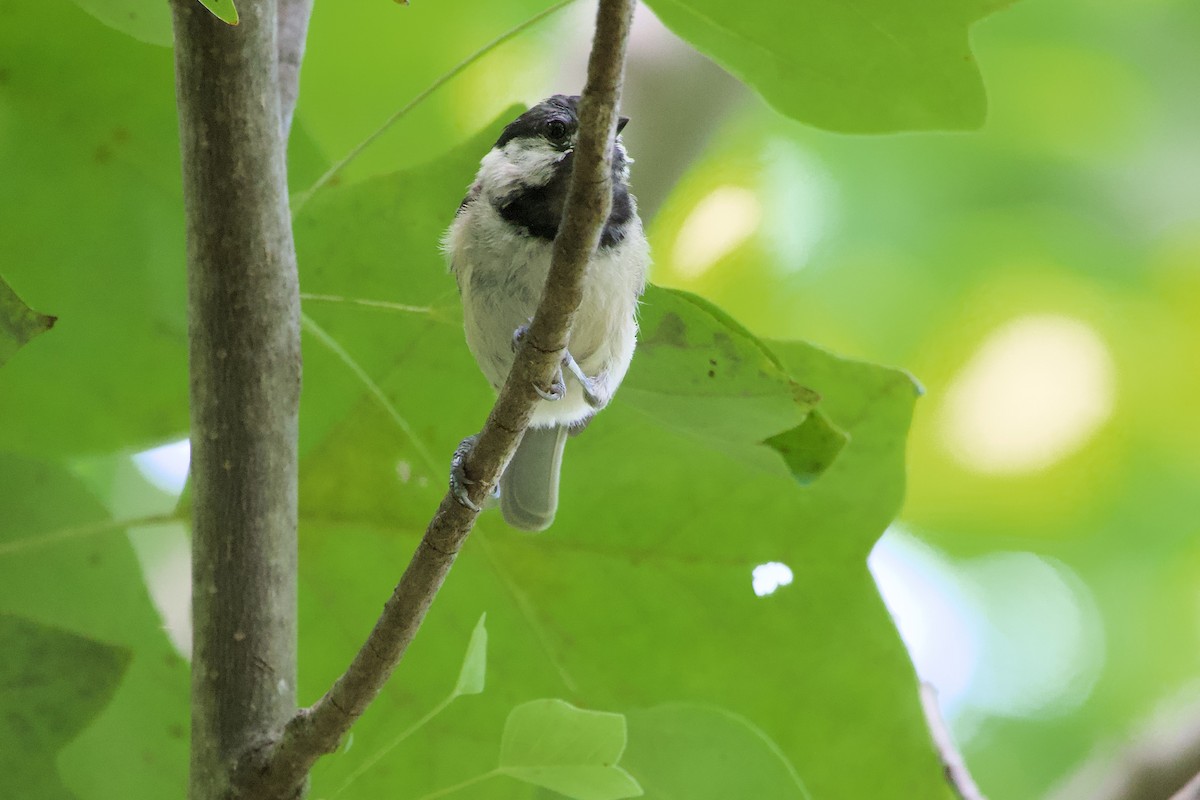 Carolina Chickadee - ML639968357