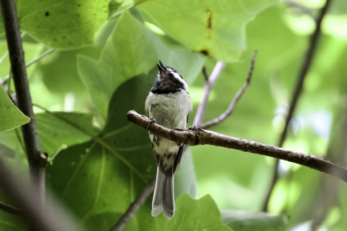 Carolina Chickadee - ML639968358