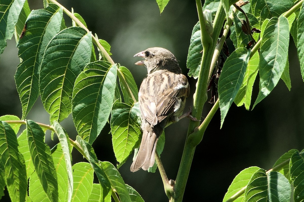 Field Sparrow - ML639968383