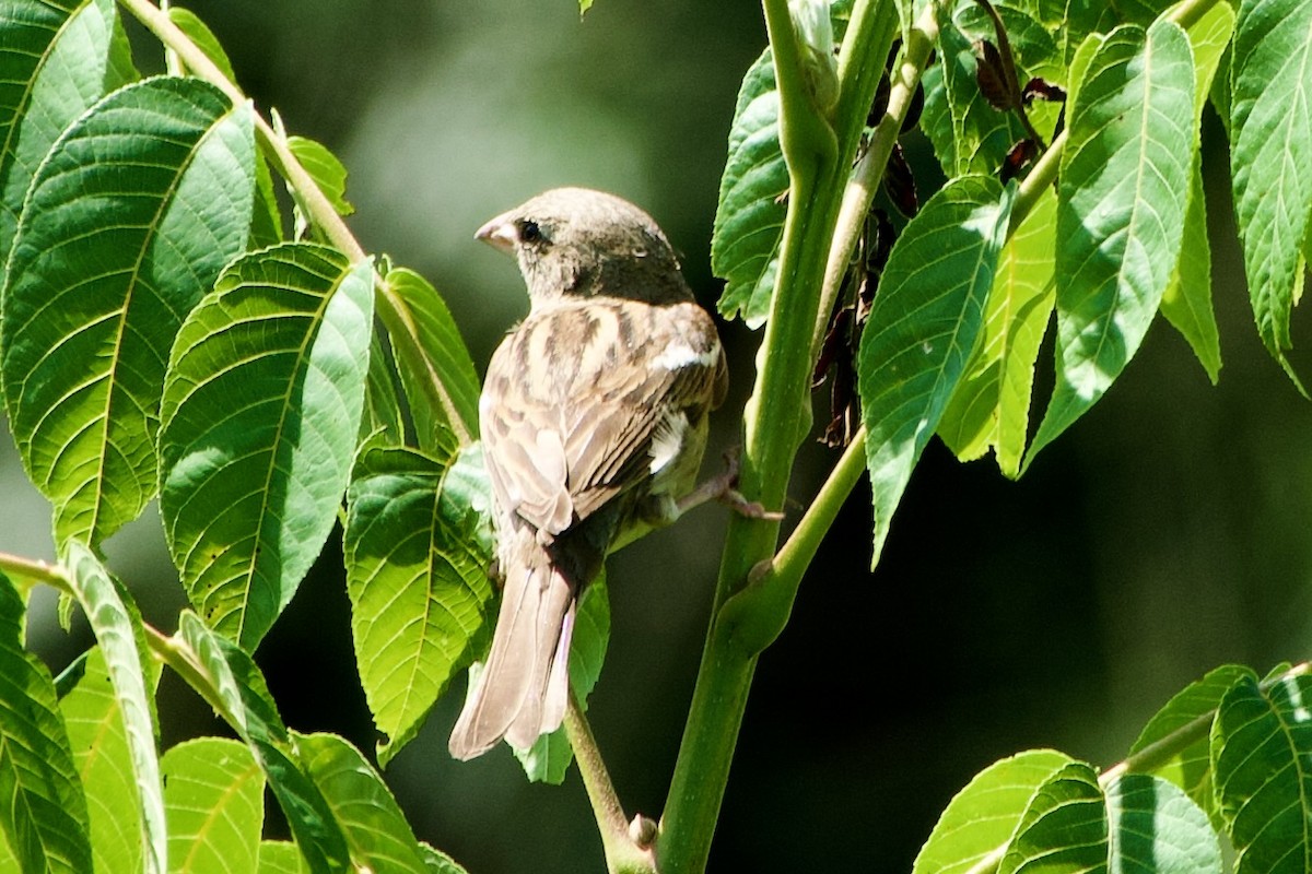 Field Sparrow - ML639968384