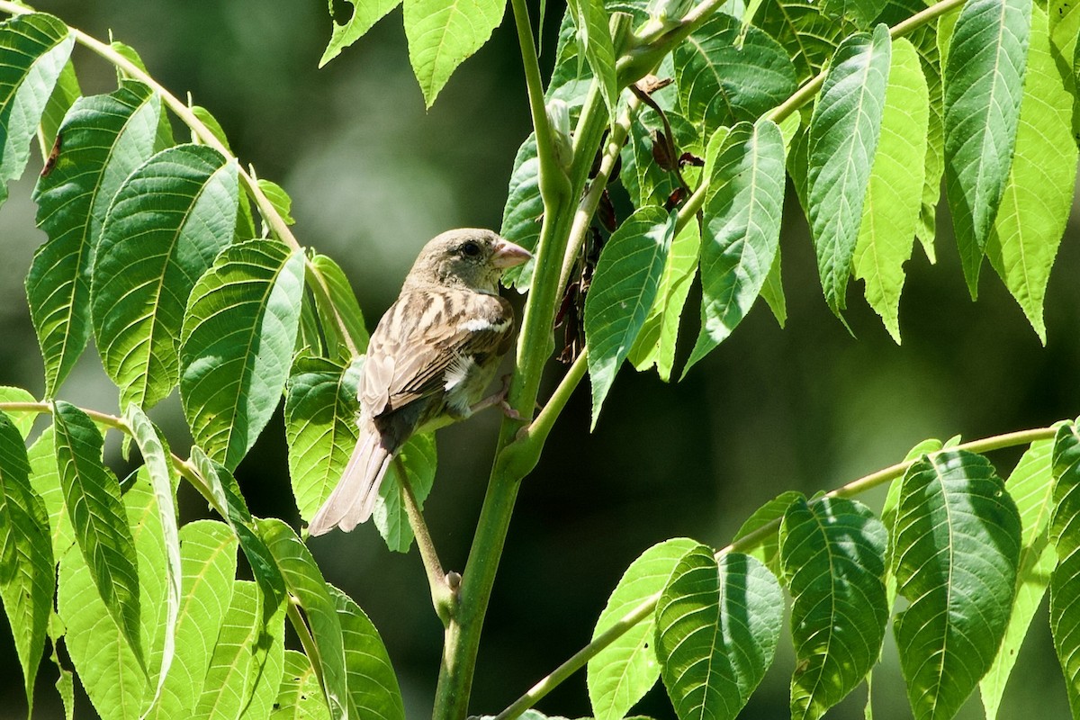 Field Sparrow - ML639968385