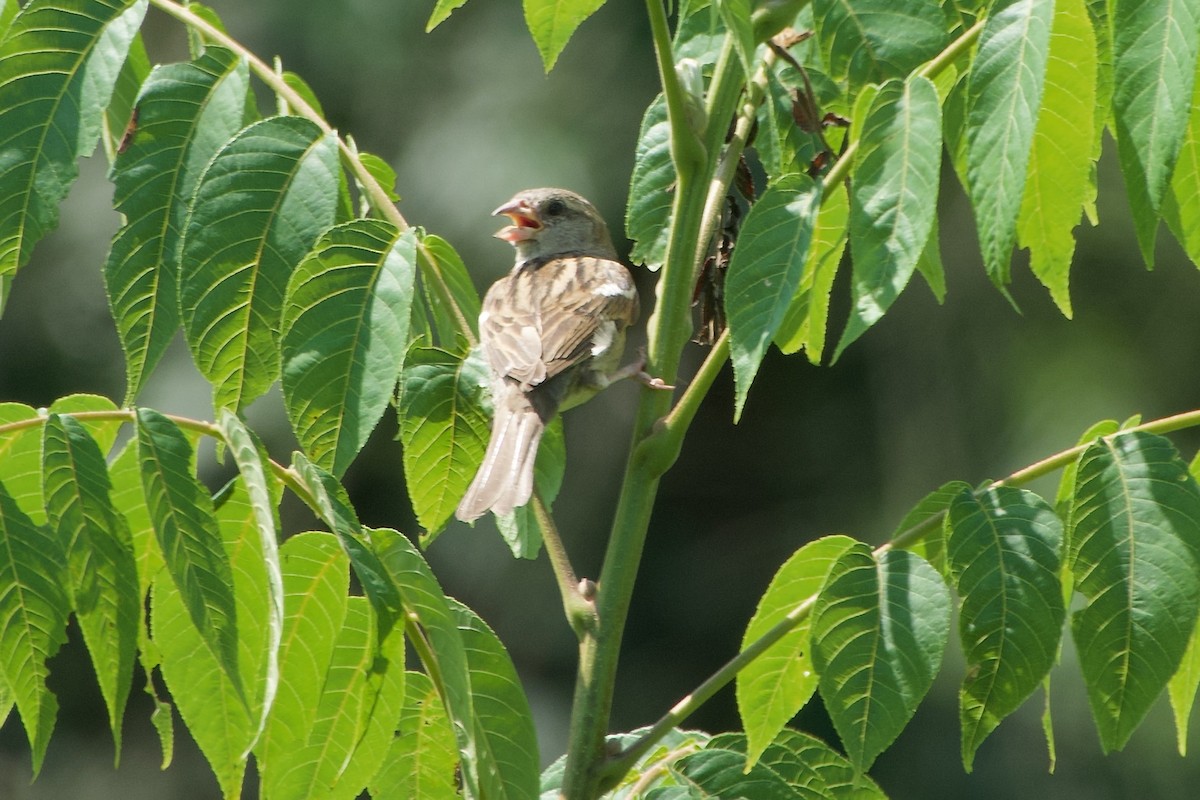 Field Sparrow - ML639968386