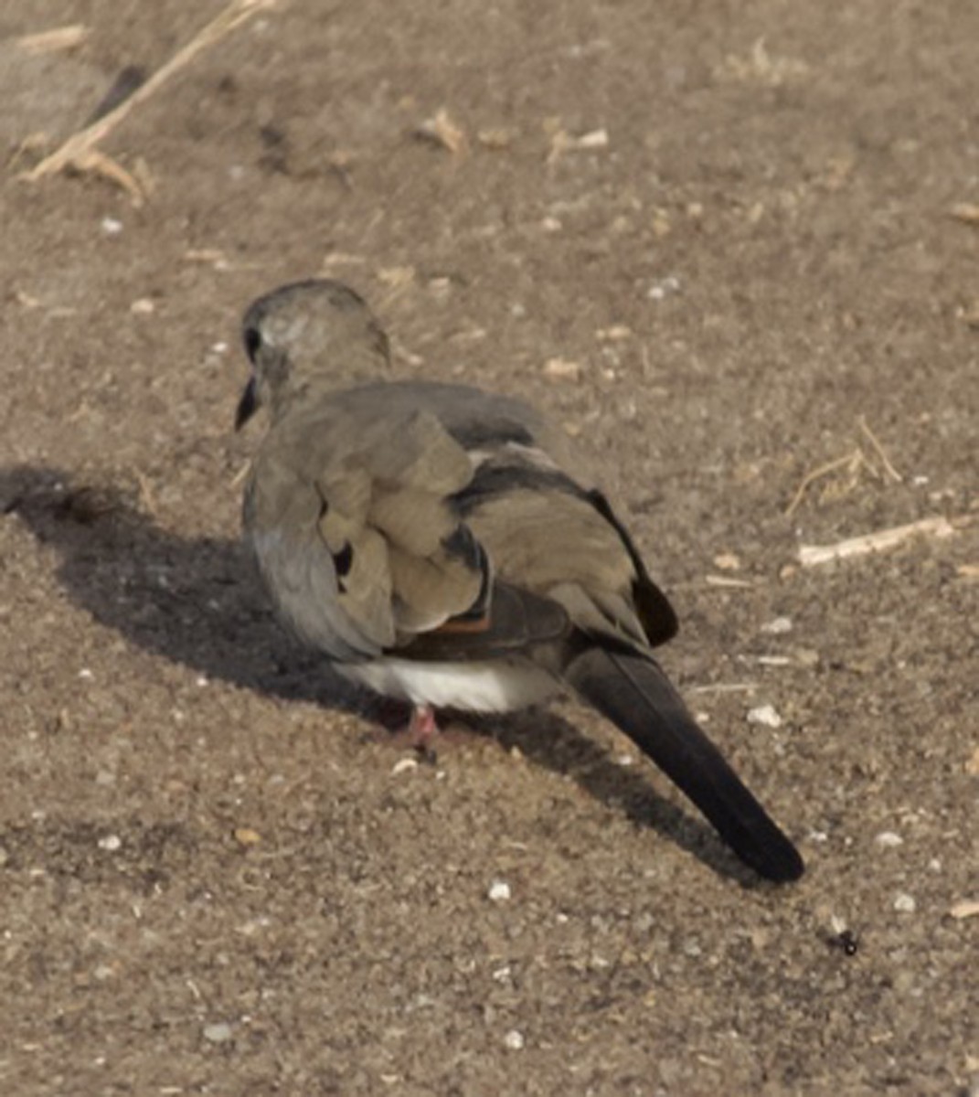 Namaqua Dove - ML639968420
