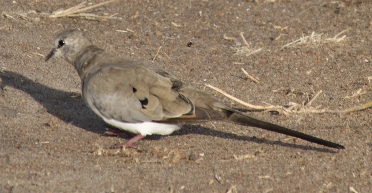 Namaqua Dove - ML639968426