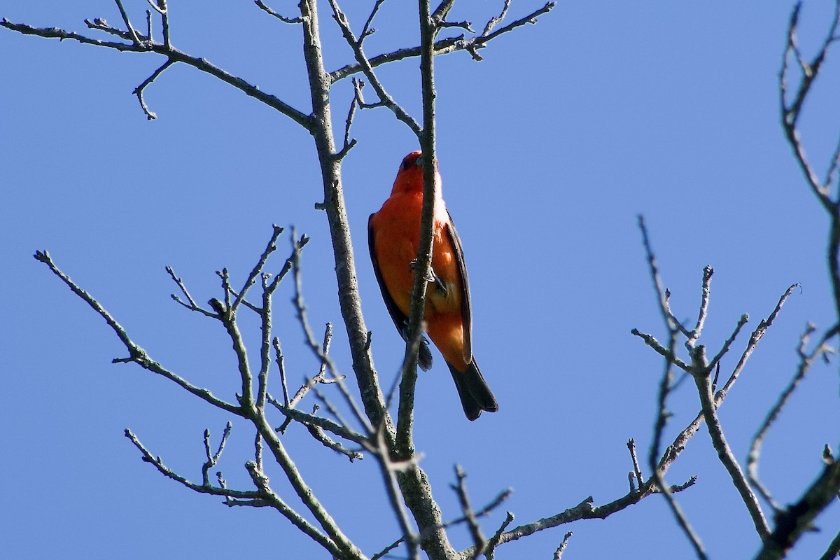 Scarlet Tanager - ML639968427