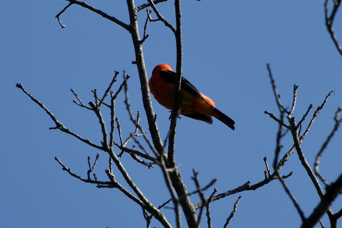 Scarlet Tanager - ML639968428