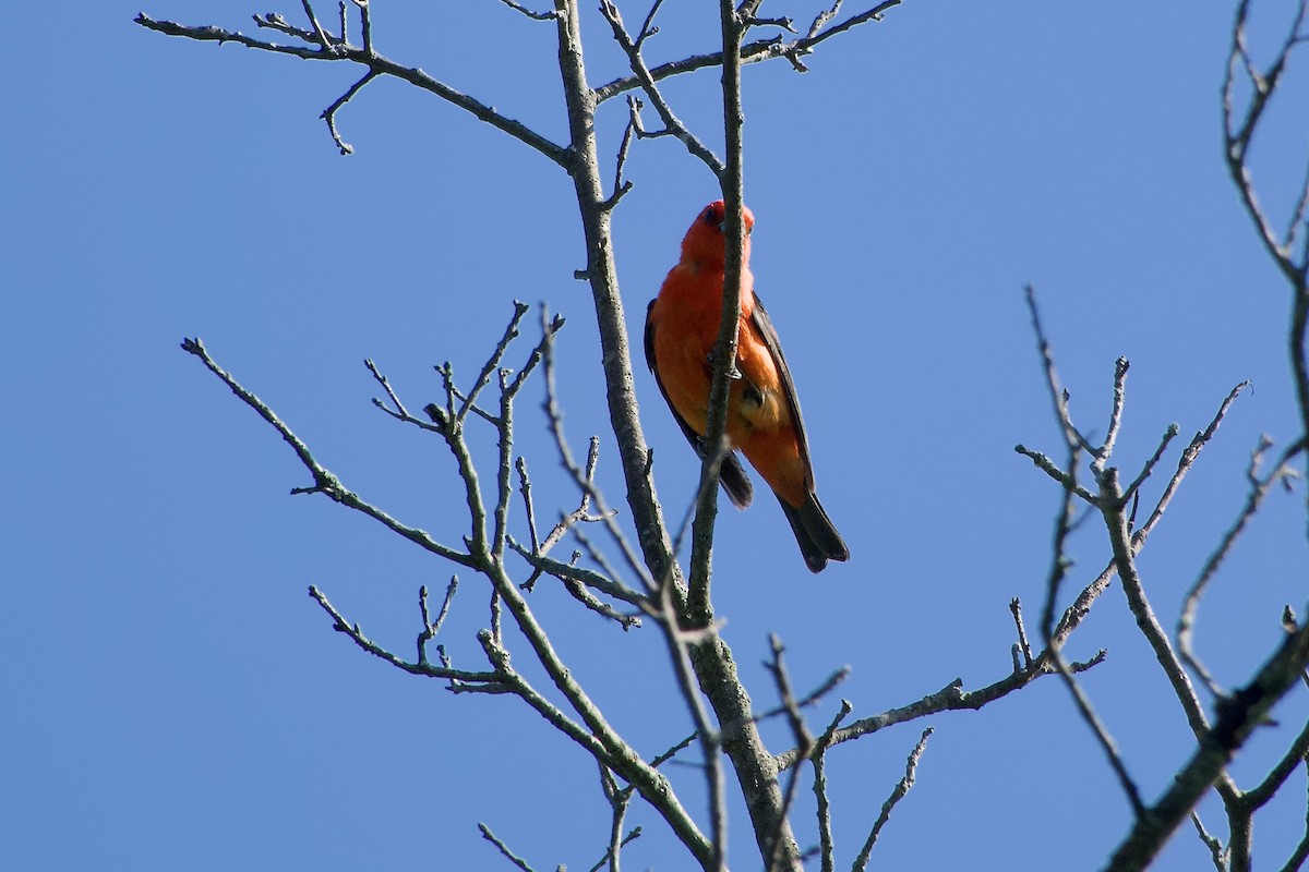 Scarlet Tanager - ML639968429