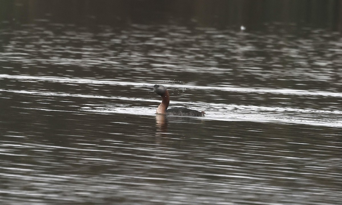 Great Grebe - ML639968430