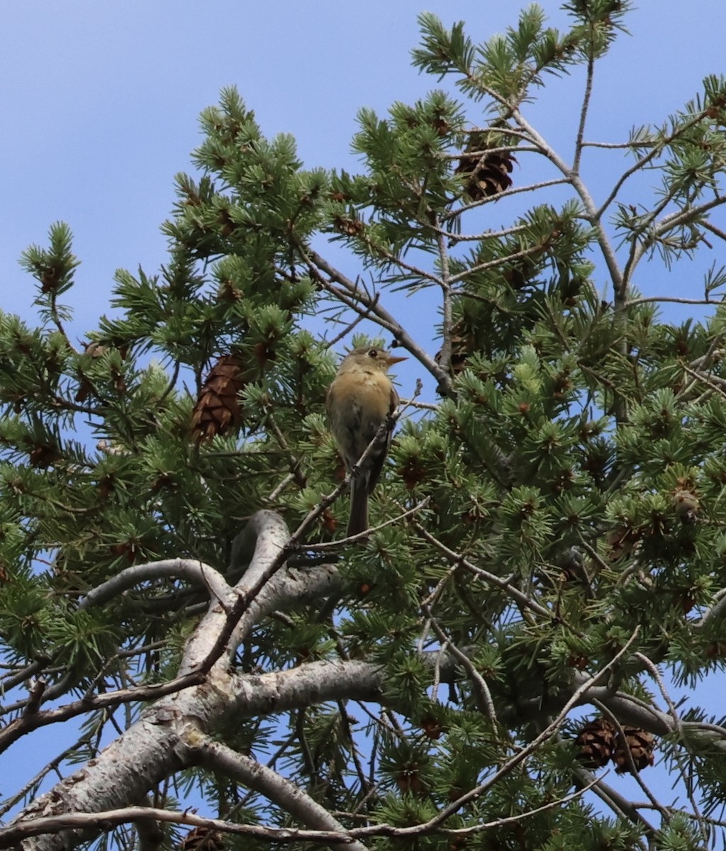 Buff-breasted Flycatcher - ML639968432