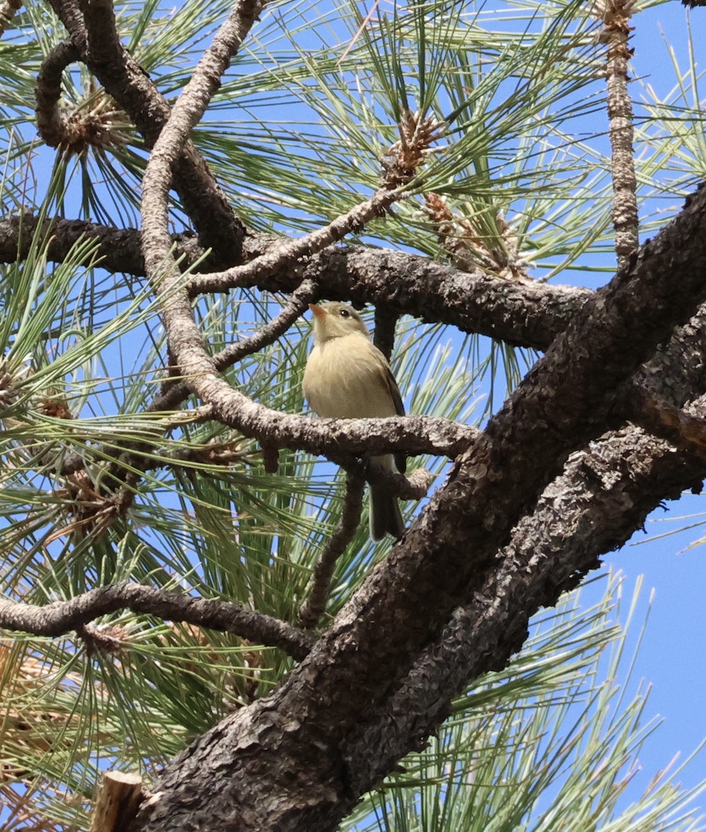 Buff-breasted Flycatcher - ML639968433