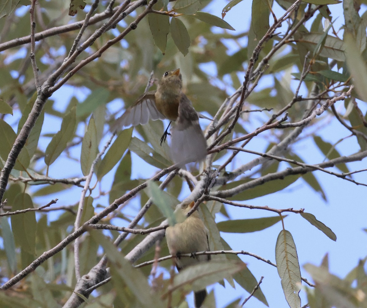 Buff-breasted Flycatcher - ML639968434