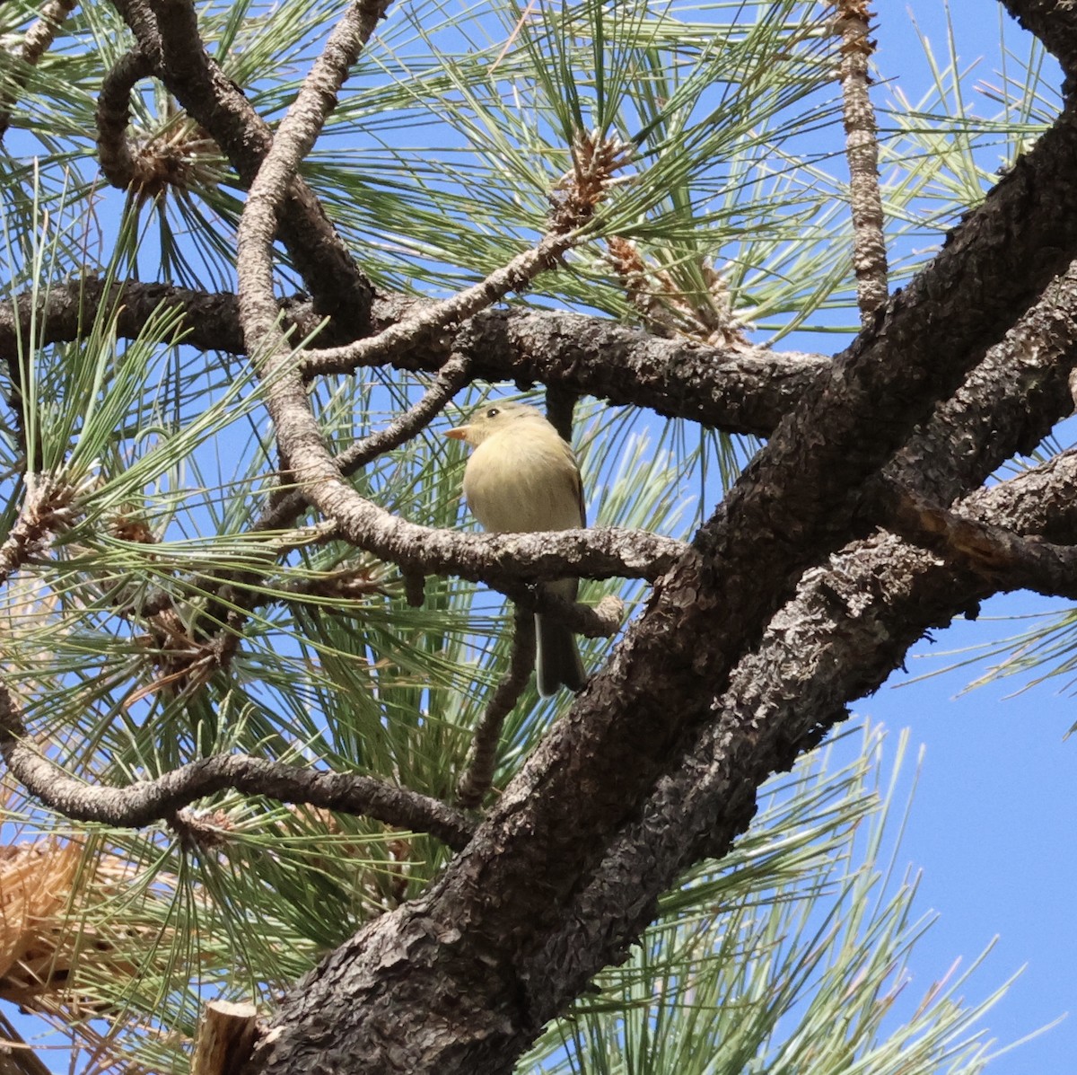 Buff-breasted Flycatcher - ML639968435