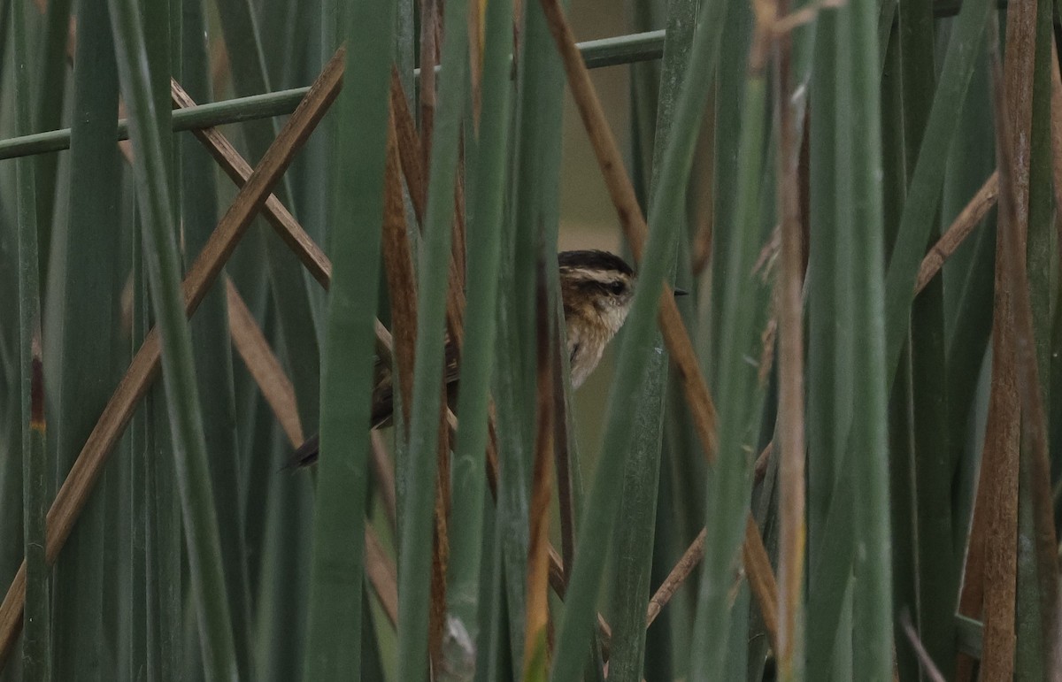 Wren-like Rushbird - ML639968449