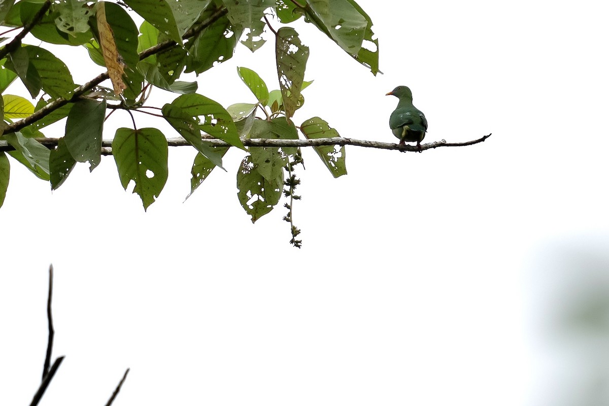 Claret-breasted Fruit-Dove - ML639968513