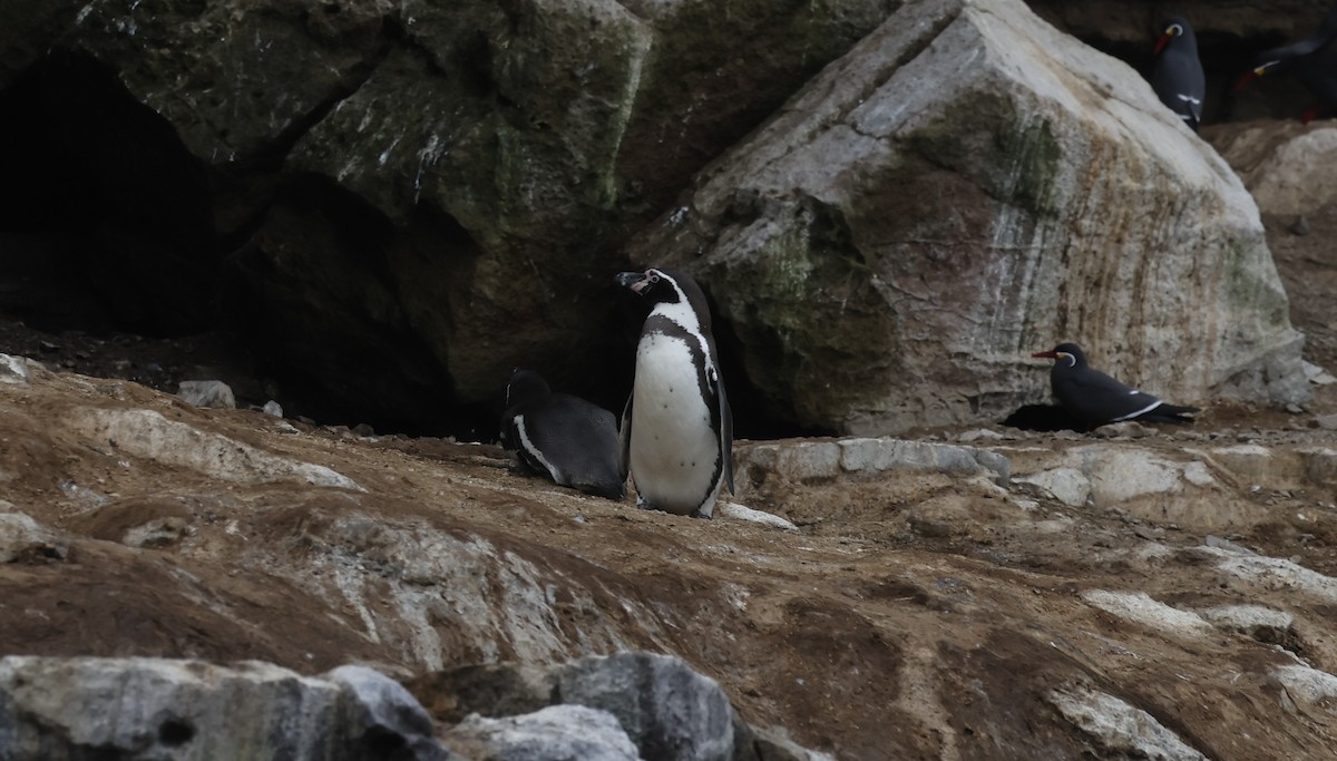 Humboldt Penguin - ML639968515