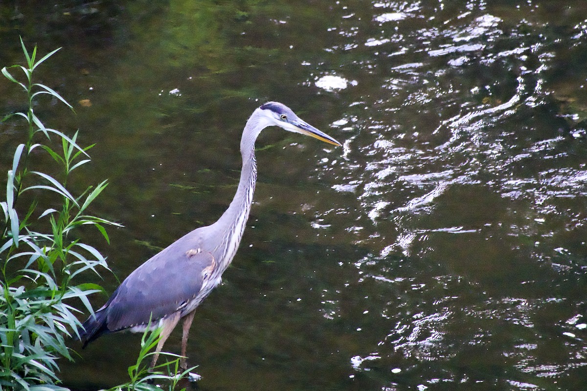 Great Blue Heron - ML639968533