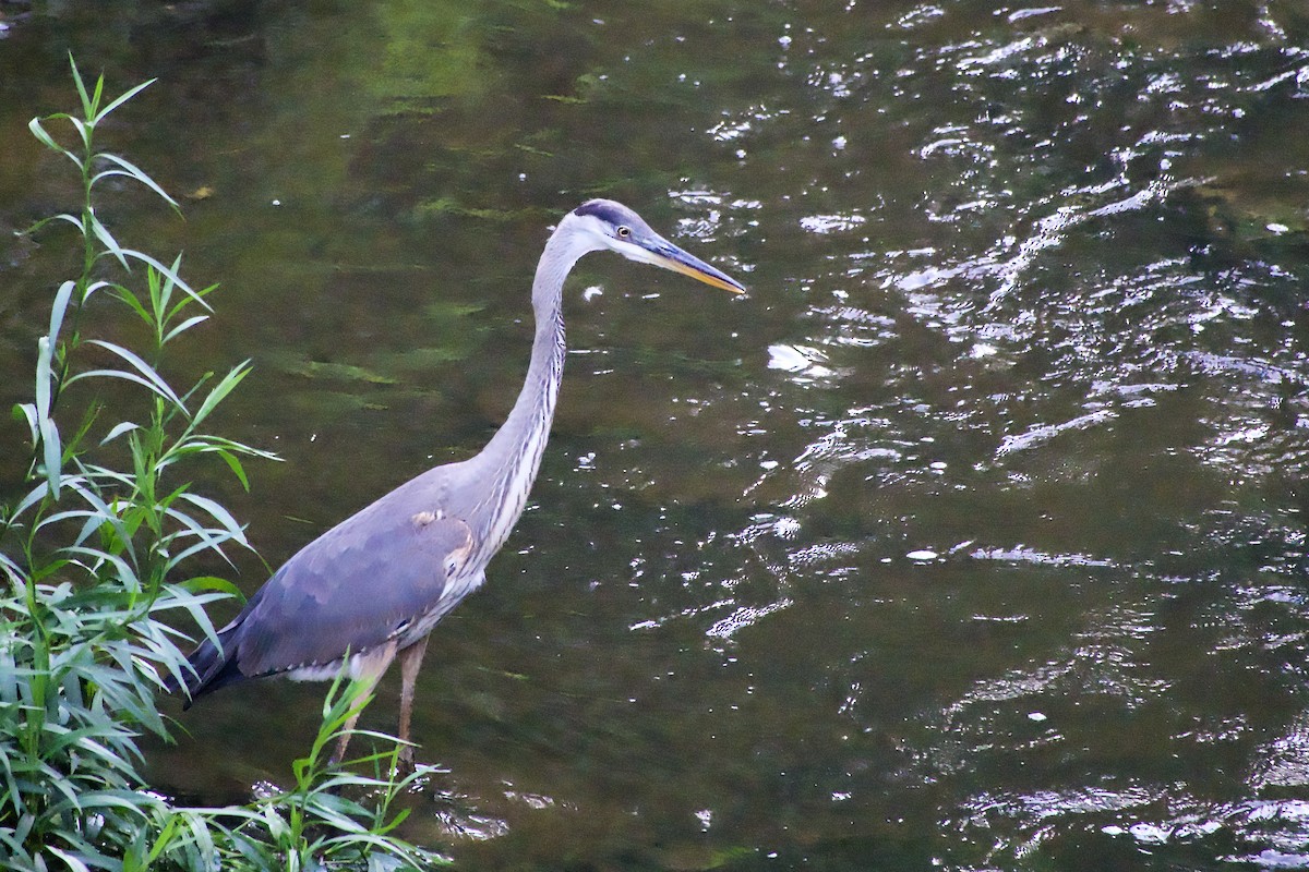 Great Blue Heron - ML639968534